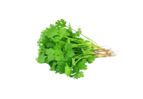 Coriander - धनिया - ધાણા